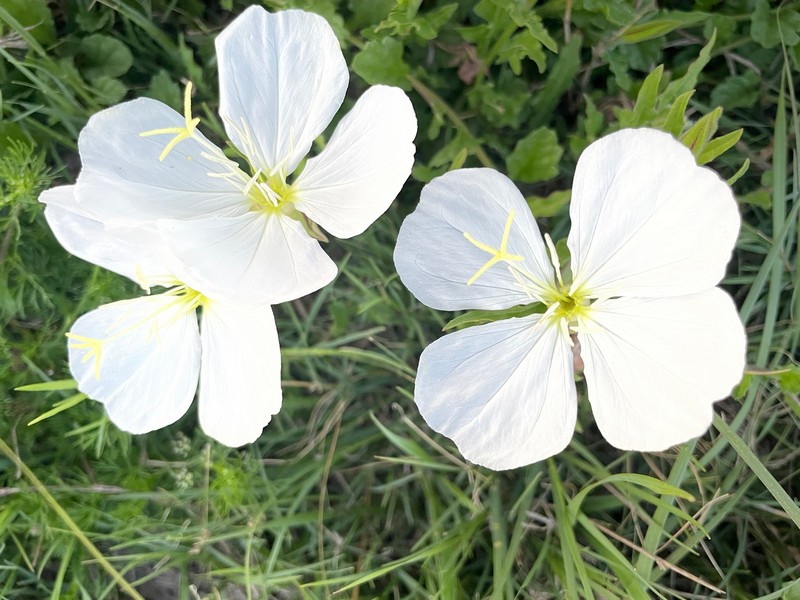 zuleka 11